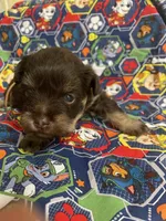 Benny, a male Schnoodle for sale in Millen, GA – Photo 8 of 8