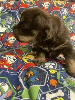 Benny, a male Schnoodle for sale in Millen, GA – Photo 5 of 8