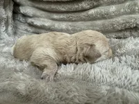 China, a female Miniature Schnauzer for sale in Millen, GA – 2 of 2