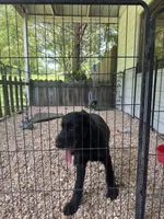 Bee, a female Giant Schnauzer for sale in Millen, GA – 3 of 5