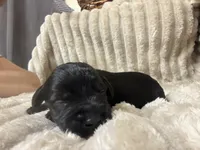 Lexie, a female Schnoodle for sale in Millen, GA – 1 of 3