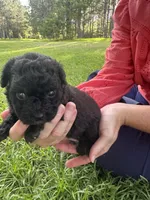Snickers, a female Poodle - Miniature  for sale in Millen, GA – 5 of 5