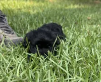 Echo, a female Schnoodle for sale in Millen, GA – 5 of 7