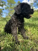 Duke, a male Miniature Schnauzer for sale in Millen, GA – 6 of 10