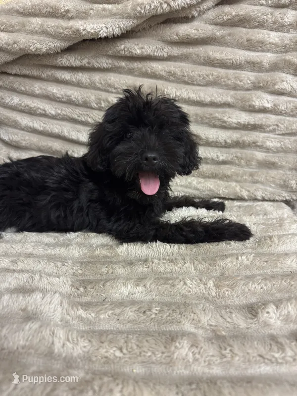 Echo – Schnoodle puppy for sale in Millen, GA
