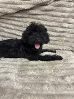 Echo, a female Schnoodle for sale in Millen, GA – 1 of 10