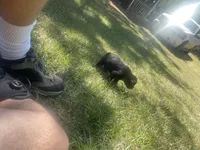 Gypsy, a female Giant Schnauzer for sale in Millen, GA – 3 of 3
