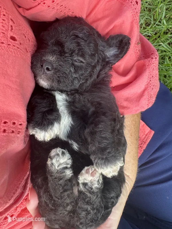 Lexi – Poodle - Miniature  puppy for sale in Millen, GA
