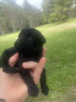 Pickles, a female Schnoodle for sale in Millen, GA – 2 of 8