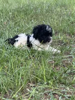 Chief, a male Miniature Schnauzer for sale in Millen, GA – 7 of 10
