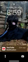 Ruby, a female Giant Schnauzer for sale in Millen, GA – 3 of 4