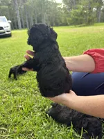Echo, a female Schnoodle for sale in Millen, GA – 7 of 7