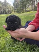 Snickers, a female Poodle - Miniature  for sale in Millen, GA – 2 of 5