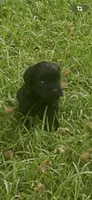 Echo, a female Schnoodle for sale in Millen, GA – 6 of 8