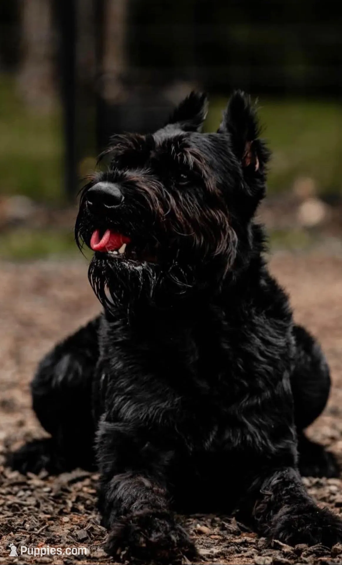 Pork Chop, a male Giant Schnauzer for sale in Millen, GA – Photo 7 of 8