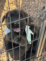 Rhea, a female Giant Schnauzer for sale in Millen, GA – 3 of 9