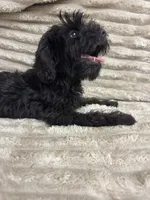 Echo, a female Schnoodle for sale in Millen, GA – 10 of 10
