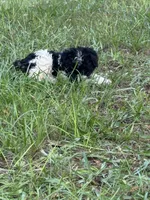 Chief, a male Miniature Schnauzer for sale in Millen, GA – 8 of 10