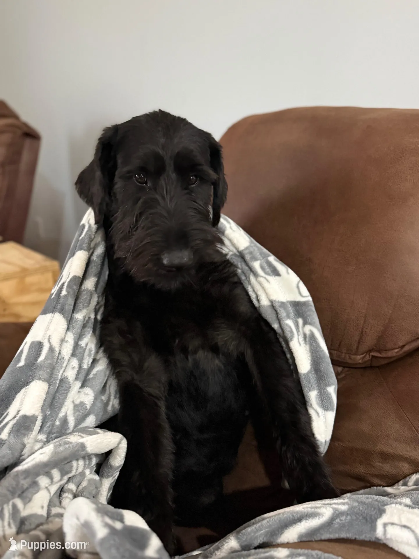 Queen, a female Giant Schnauzer for sale in Millen, GA – Photo 9 of 10