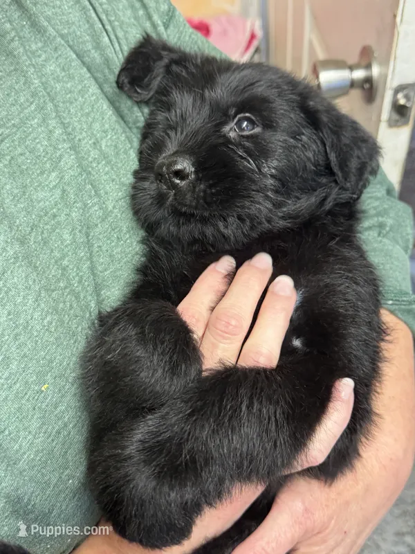 Rhea – Giant Schnauzer puppy for sale in Millen, GA