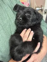 Rhea, a female Giant Schnauzer for sale in Millen, GA – 1 of 9