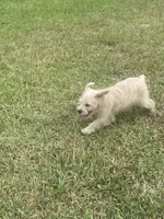 Ranger, a male Schnoodle for sale in Millen, GA – 6 of 8