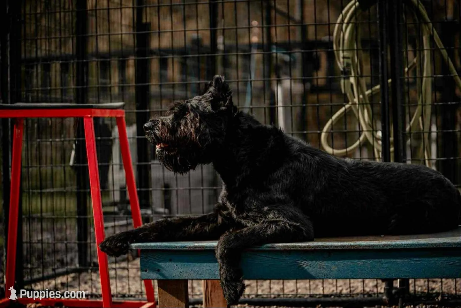 Queen, a female Giant Schnauzer for sale in Millen, GA – Photo 10 of 10