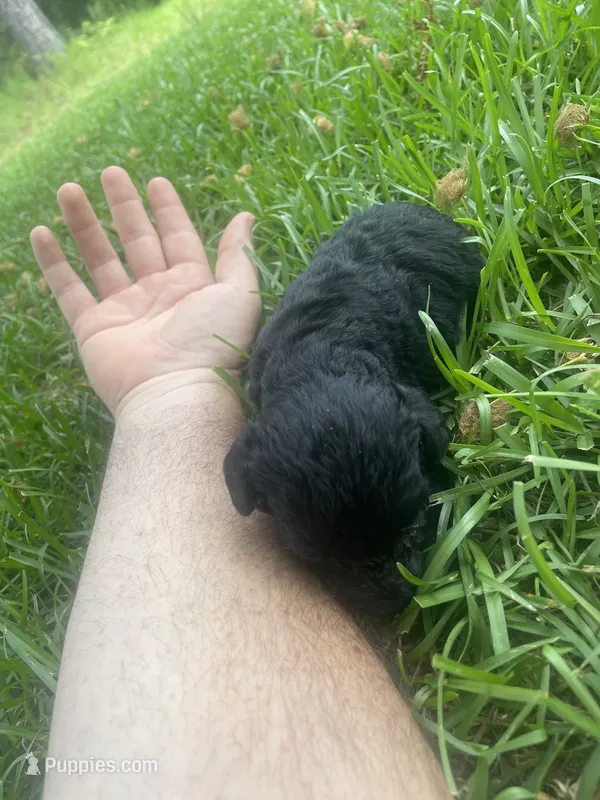 Pickles – Schnoodle puppy for sale in Millen, GA