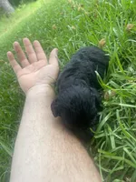 Pickles, a female Schnoodle for sale in Millen, GA – 1 of 8