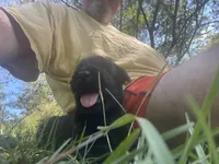 Hartley, a female Giant Schnauzer for sale in Millen, GA – 3 of 3