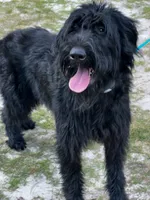 Rhea, a female Giant Schnauzer for sale in Millen, GA – 6 of 9