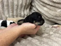 Fisher, a male Miniature Schnauzer for sale in Millen, GA – 3 of 4
