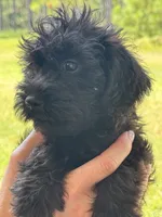 Duke, a male Miniature Schnauzer for sale in Millen, GA – 2 of 10