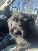 Rhea, a female Giant Schnauzer for sale in Millen, GA – 4 of 9
