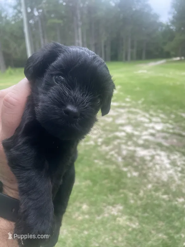 Echo – Schnoodle puppy for sale in Millen, GA