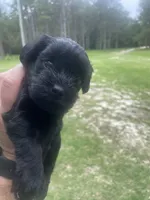 Echo, a female Schnoodle for sale in Millen, GA – 2 of 8