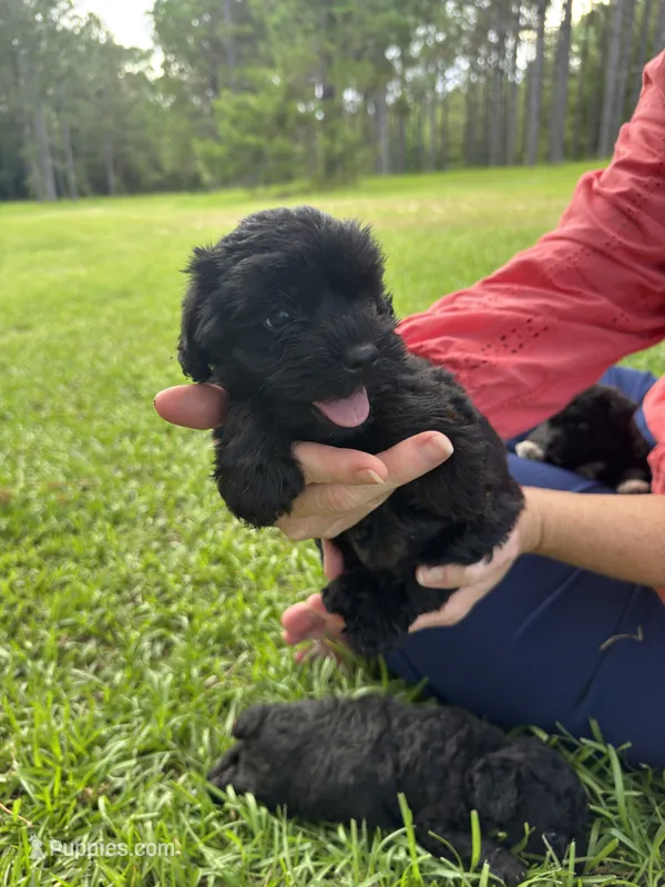 Echo – Schnoodle puppy for sale in Millen, GA