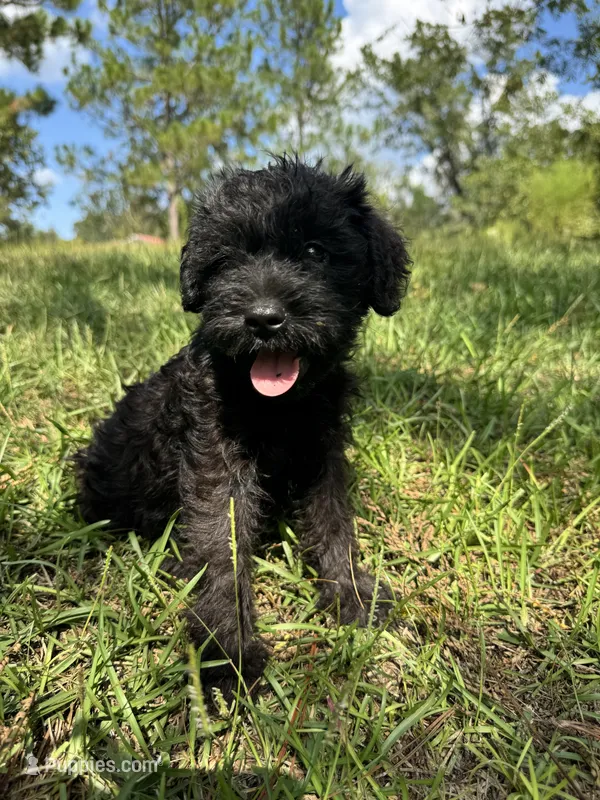 Duke – Miniature Schnauzer puppy for sale in Millen, GA