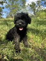 Duke, a male Miniature Schnauzer for sale in Millen, GA – 1 of 10