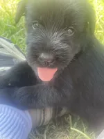 Hartley, a female Giant Schnauzer for sale in Millen, GA – 1 of 3