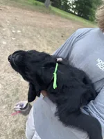 Queen, a female Giant Schnauzer for sale in Millen, GA – Photo 4 of 10
