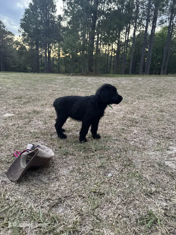 Queen – Giant Schnauzer puppy for sale in Millen, GA