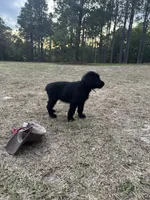 Queen, a female Giant Schnauzer for sale in Millen, GA – Photo 1 of 10