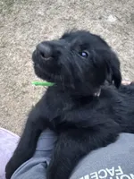 Queen, a female Giant Schnauzer for sale in Millen, GA – Photo 2 of 10