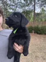 Queen, a female Giant Schnauzer for sale in Millen, GA – Photo 3 of 10