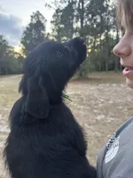 Queen, a female Giant Schnauzer for sale in Millen, GA – Photo 8 of 10