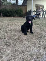Queen, a female Giant Schnauzer for sale in Millen, GA – Photo 6 of 10