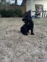 Queen, a female Giant Schnauzer for sale in Millen, GA – Photo 7 of 10