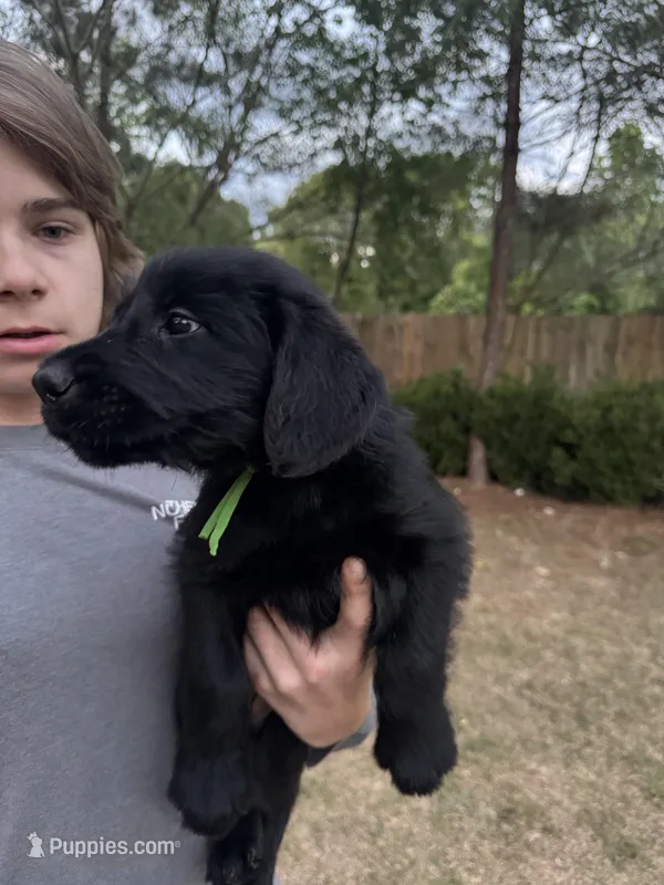 Queen Bee – Giant Schnauzer puppy for sale in Millen, GA