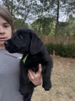 Queen, a female Giant Schnauzer for sale in Millen, GA – Photo 5 of 10